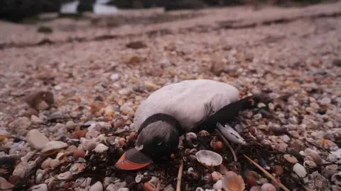 Frailecillo en Galicia - Foto de Paulo Lago (Sociedad Espa&ntilde;ola de Ornitolog&iacute;a SEO-Birdlife)