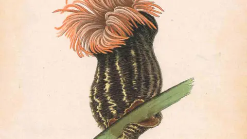 Adamsia rondeletii libera (1905) - Luisa de la Vega800