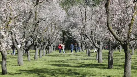 Almendros en flor en Quinta de los Molinos