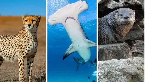 Montaje de algunas de las especies afectadas con la medida.