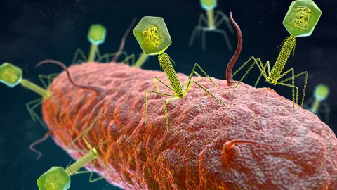 Recreaci&oacute;n de fagos atacando una bacteria. / iStock
