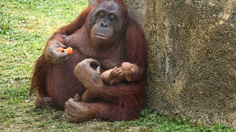 Madre y cr&iacute;a orangut&aacute;n Zoo Aquarium de Madrid