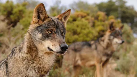 Lobos - Foto de WWF