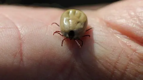 garrapata