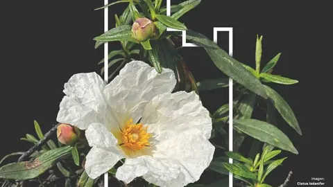 II Feria de Plantas y Flores - Foto del Ayuntamiento de Torrelodones