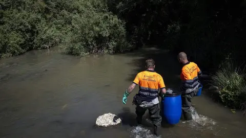 Momento de la reintroducci&oacute;n de 200 ejemplares en el r&iacute;o Manzanares