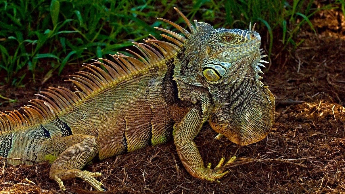 iguana de palo