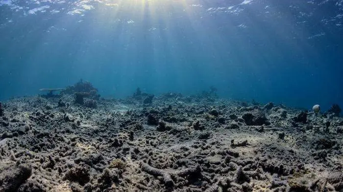 Un arrecife de coral dañado en la isla de Célebes (Indonesia) - Foto deThe Ocean Agency