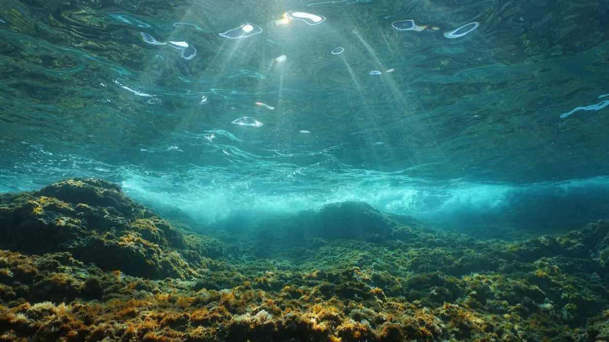 El fondo marino - Foto del CSIC