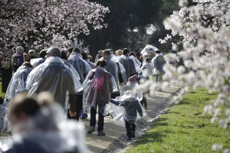 Espacio Abierto celebra la floración de los almendros con un espectáculo inmersivo de danza en la Quinta de los Molinos