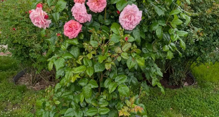 Una rosa italiana trepadora, la más bella de Madrid en el 69º Concurso Internacional de Rosas Nuevas