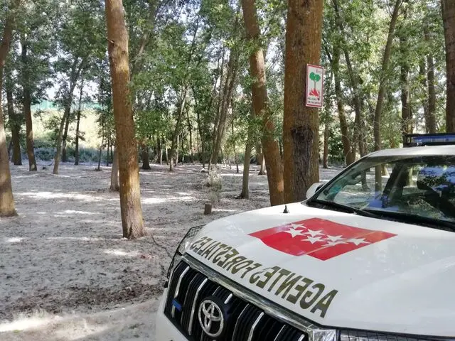 Pelusa chopo