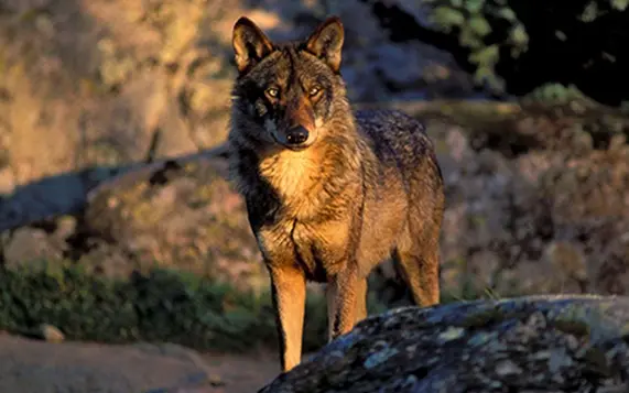 Lobo ibérico | Foto de Jorge Sierra