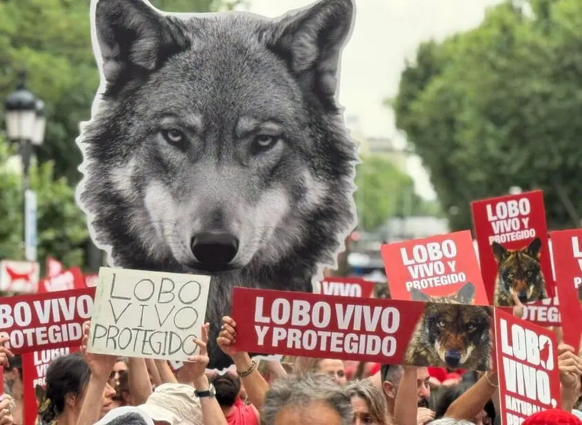 Manifestación Lobo Madrid - WWF España  (1)