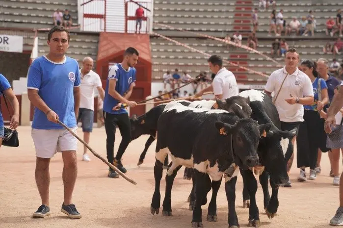 Traslado bueyes - Foto Ayuntamiento Colmenar Viejo