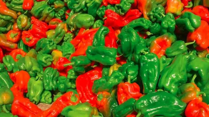 Pimiento morrón