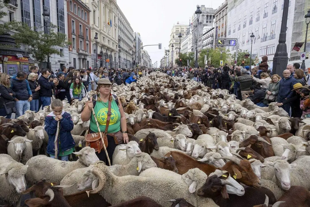 Imágenes de archivo de la Fiesta de la Trashumancia (de izquierda a derecha): en la calle de Alcalá, Casa de Campo y en la plaza de Cibeles.