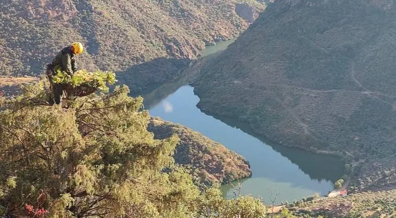 El Cuerpo de Agentes Forestales regional colabora en un programa europeo para la recuperación de esta especie en Portugal - Foto Comunidad de Madrid
