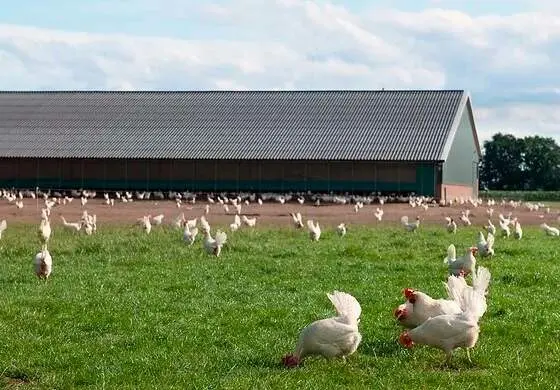 Gallinas al aire libre | Foto de Equalia