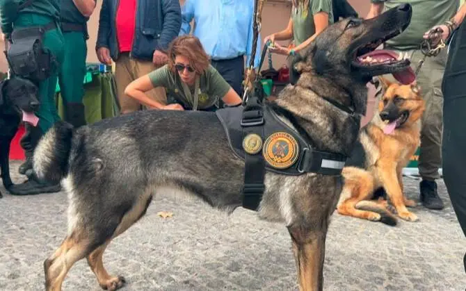 XX Salón para la Adopción de  Animales de Compañía - Foto Comunidad de Madrid
