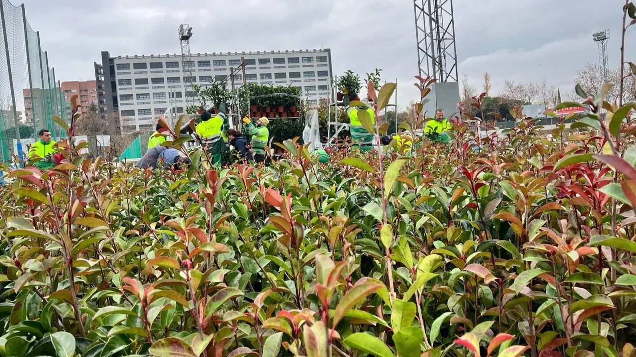 Entrega plantas regeneraci&oacute;n incendio Tres Cantos 1