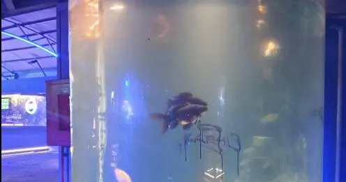 Pecera Fabrik - X AnimaNaturalis 