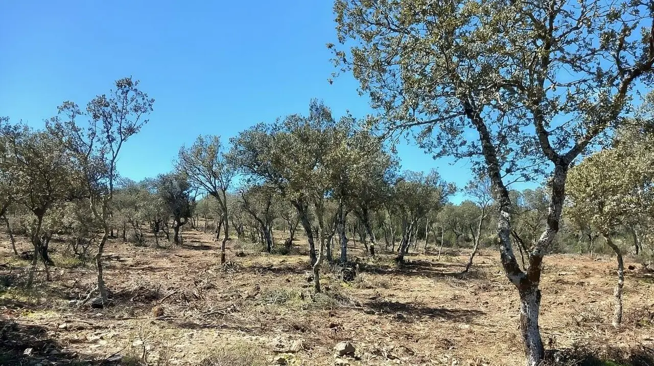 Ayudas montes privados