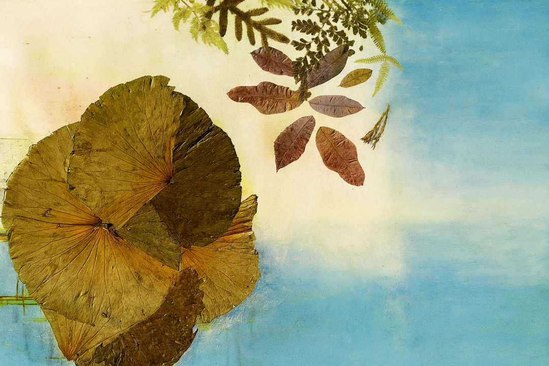 1 Obra de Fran Lara Peña