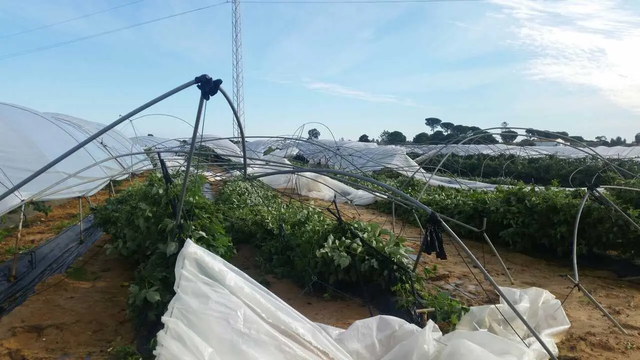 Cultivo afectado - Foto de freshuelva