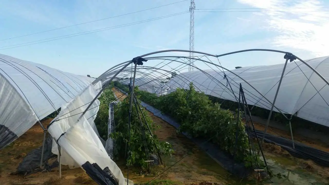 Cultivo afectado - Foto de freshuelva