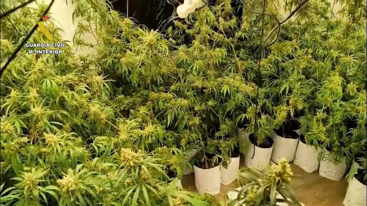 Detenidos en Paracuellos del Jarama por cultivar m&aacute;s de 2.200 plantas de marihuana en una vivienda - Guardia Civil