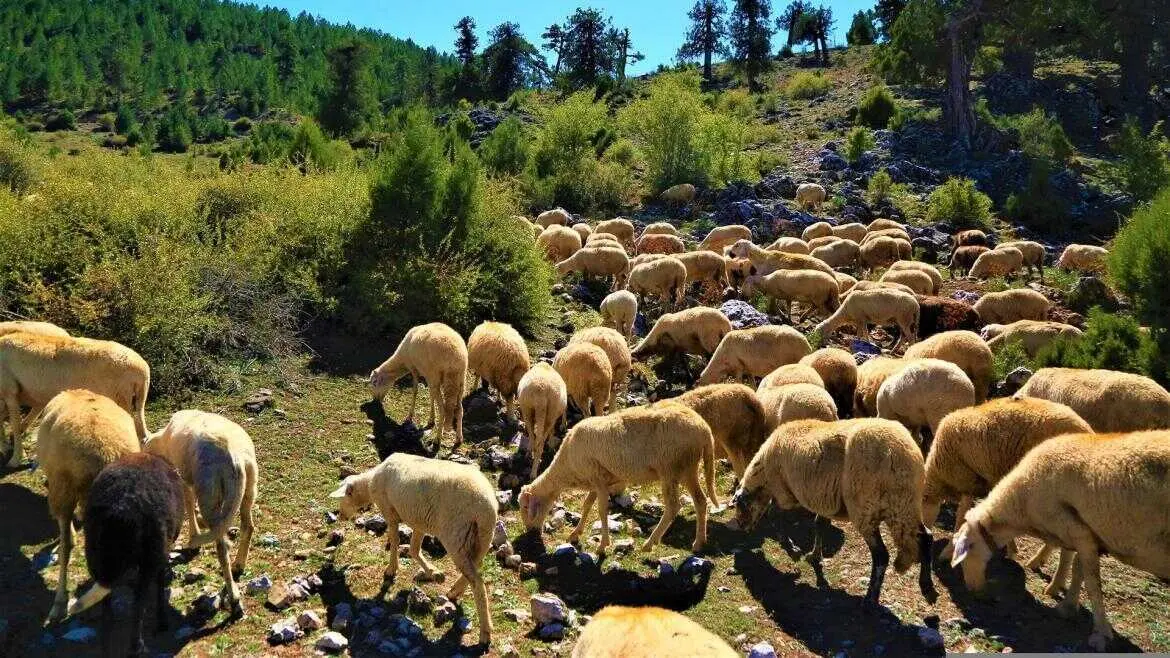 Ovejas - Comunidad de Madrid