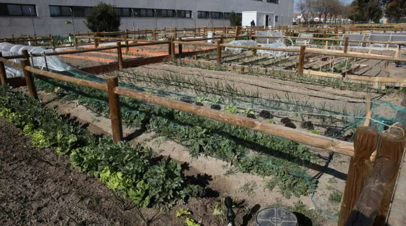 Huertos urbanos sector 3 Getafe - Foto del Ayuntamiento de Getafe