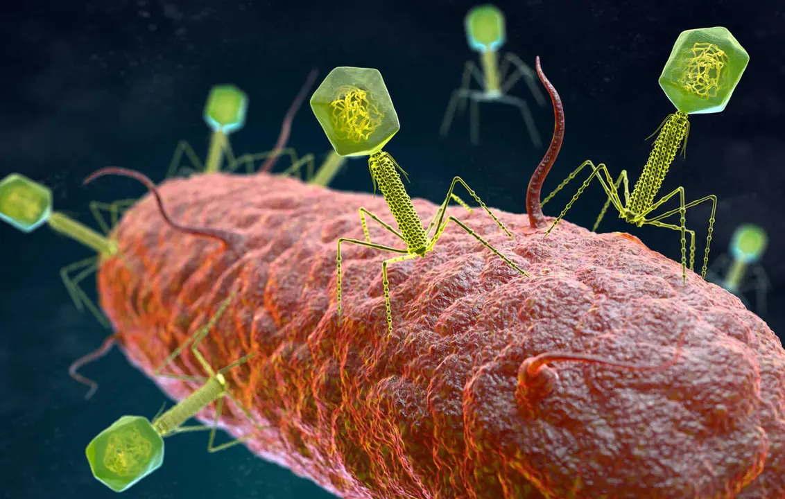 Recreaci&oacute;n de fagos atacando una bacteria. / iStock