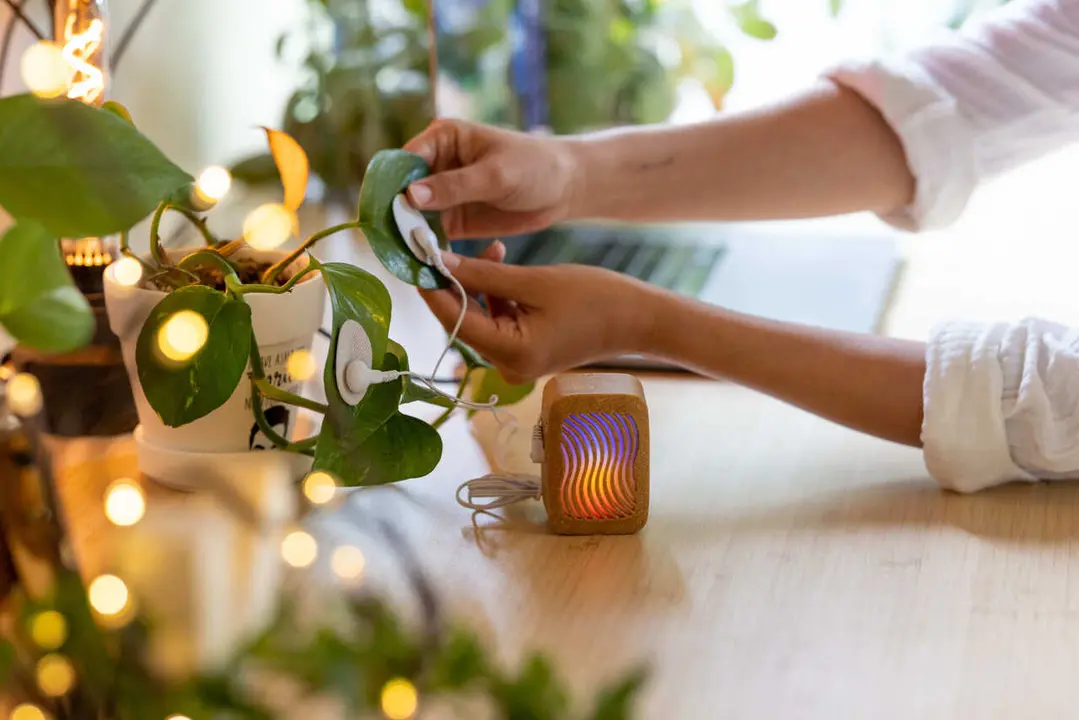 Joe Patitucci, sesi&oacute;n musical a prop&oacute;sito de su proyecto &lsquo;PlantWave&rsquo;