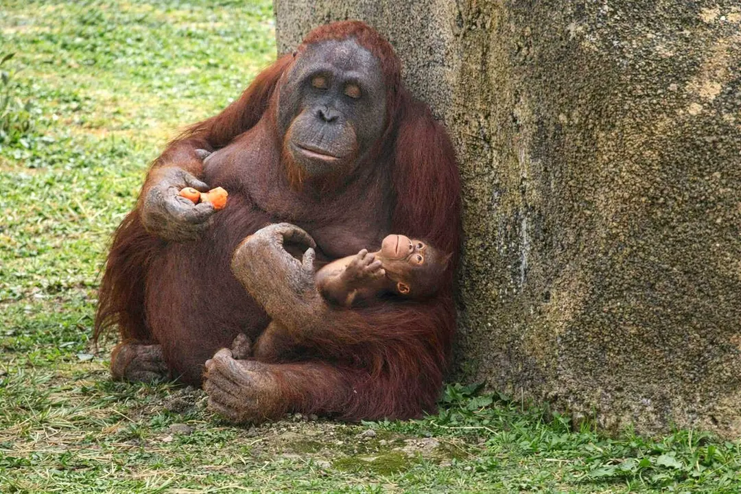 Madre y cr&iacute;a orangut&aacute;n Zoo Aquarium de Madrid