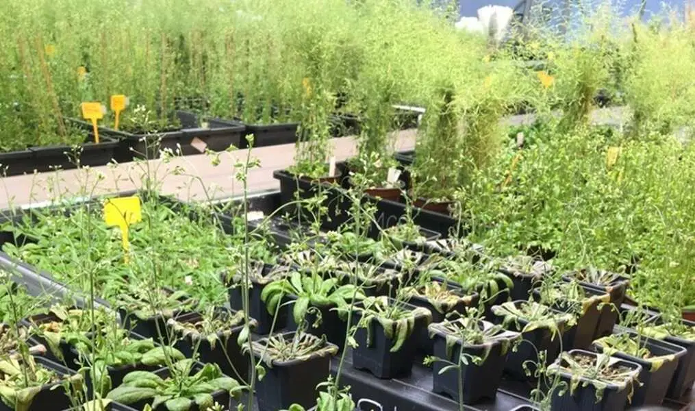 Plantas &lsquo;Arabidopsis thaliana&rsquo; en el laboratorio del IBMCP