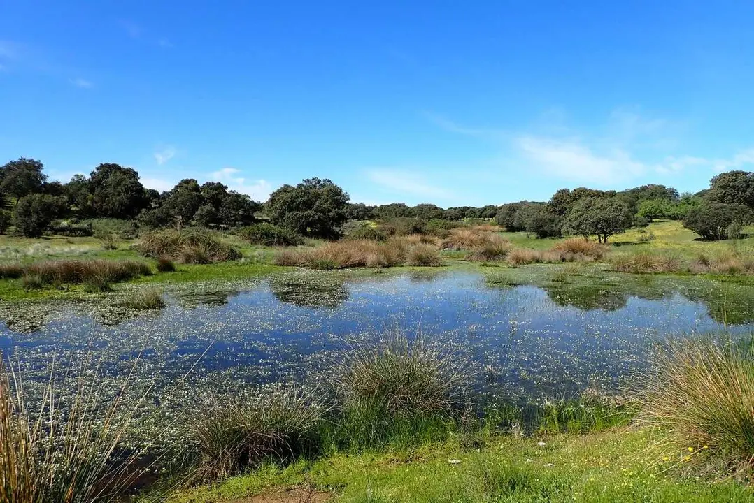 Laguna en la dehesa de Chapiner&iacute;a, Madrid