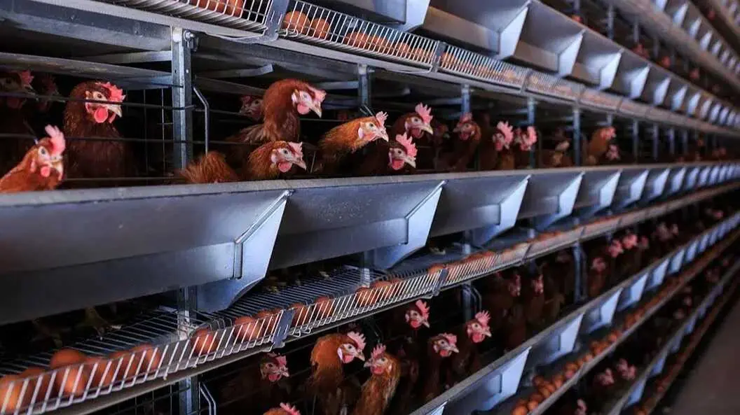 Imagen representativa de la industria de cr&iacute;a de gallinas en jaulas (huevo c&oacute;digo 3) - Imagen del Observatorio de Bienestar Animal