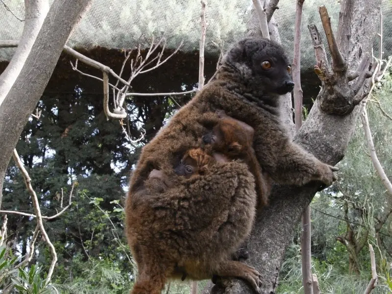 l&eacute;mur cara blanca - Foto de Faunia