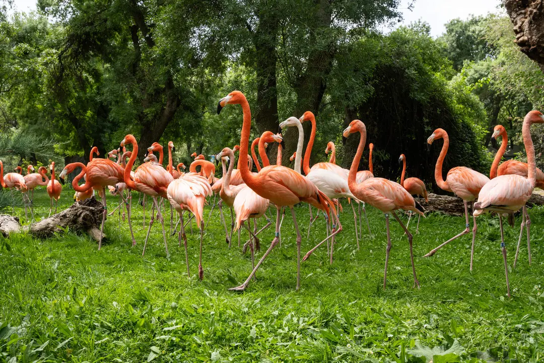 Flamencos - Zoo Aquarium