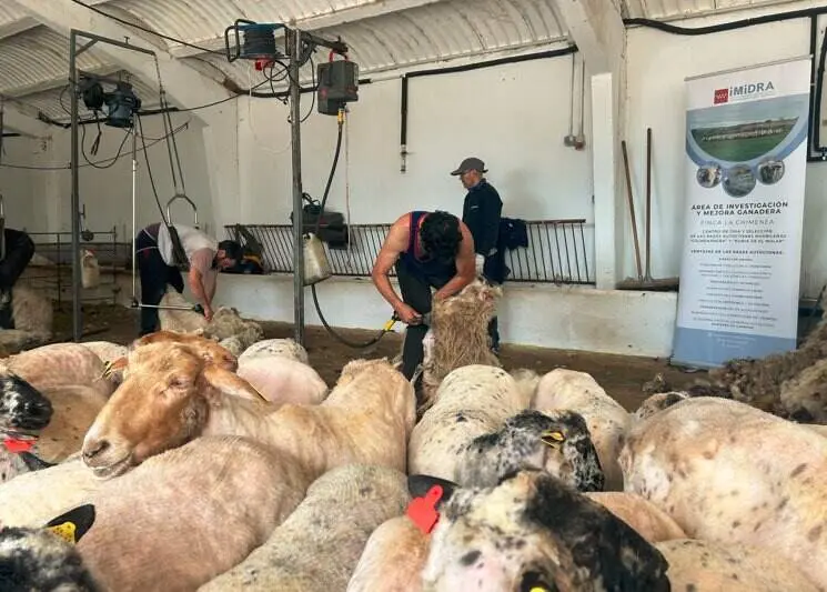 Jornada de esquileo - Foto Comunidad de Madrid