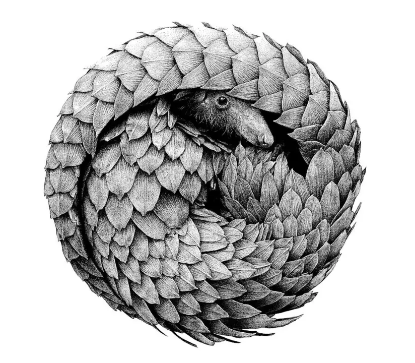 &lsquo;Pangol&iacute;n&rsquo;, de Raquel Reis Silva, Premio Ilustraci&oacute;n Naturalista en Illustraciencia 13.