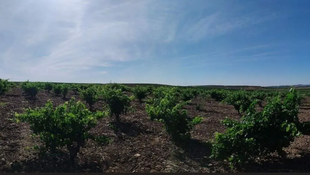 Vi&ntilde;as Espa&ntilde;a