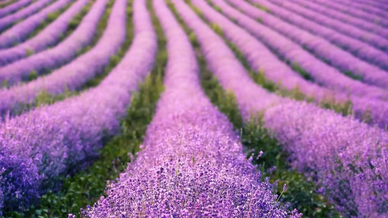 Lavanda Brihuega - jplenio
