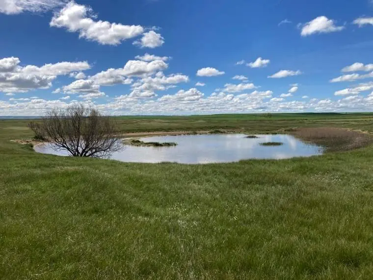 El RJB-CSIC y la Fundaci&oacute;n Global Nature crean la primera base de datos gen&eacute;tica de referencia de car&oacute;fitos y plantas acu&aacute;ticas de los humedales ib&eacute;ricos