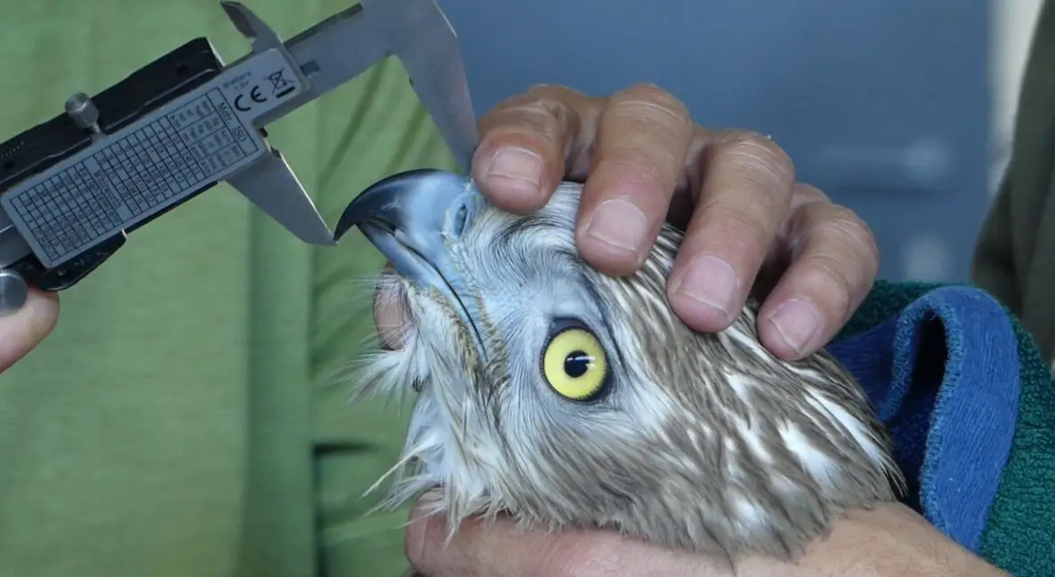 &Aacute;guila culebrera - Foto Comunidad de Madrid