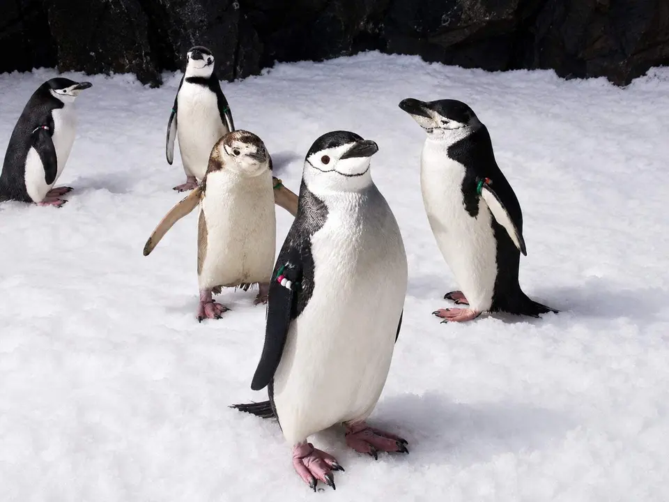 Faunia ping&uuml;inos acogidos del Katrina