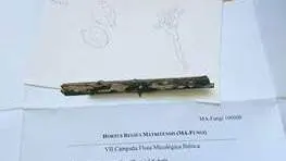 Imagen del pliego con el que se alcanzan los 100.000 espec&iacute;menes en la colecci&oacute;n MA-Fungi. &copy; Margarita Due&ntilde;as | RJB-CSIC