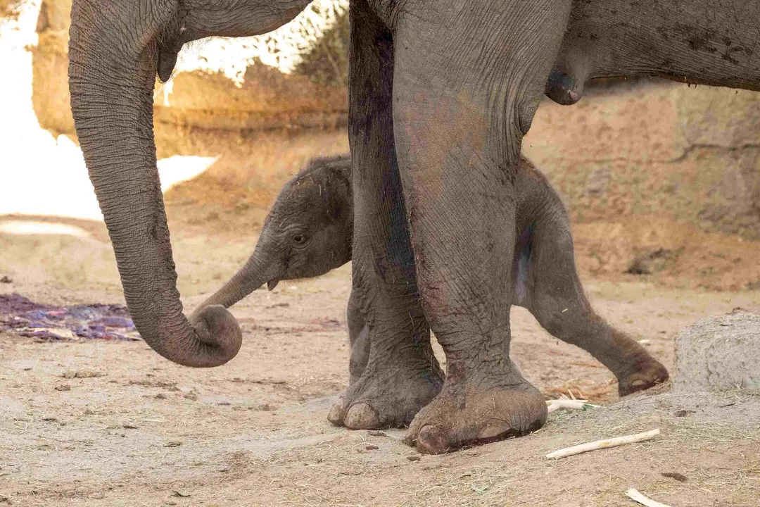 Cr&iacute;a de elefante asi&aacute;tico de Sumatra Zoo Madrid